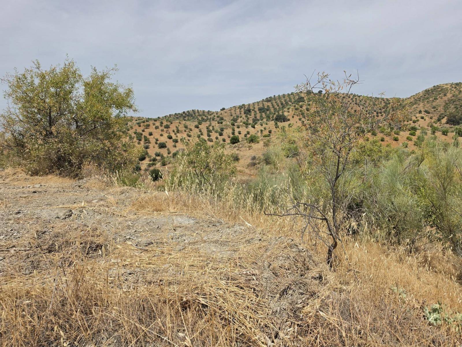 Parcela en venta en Almogía