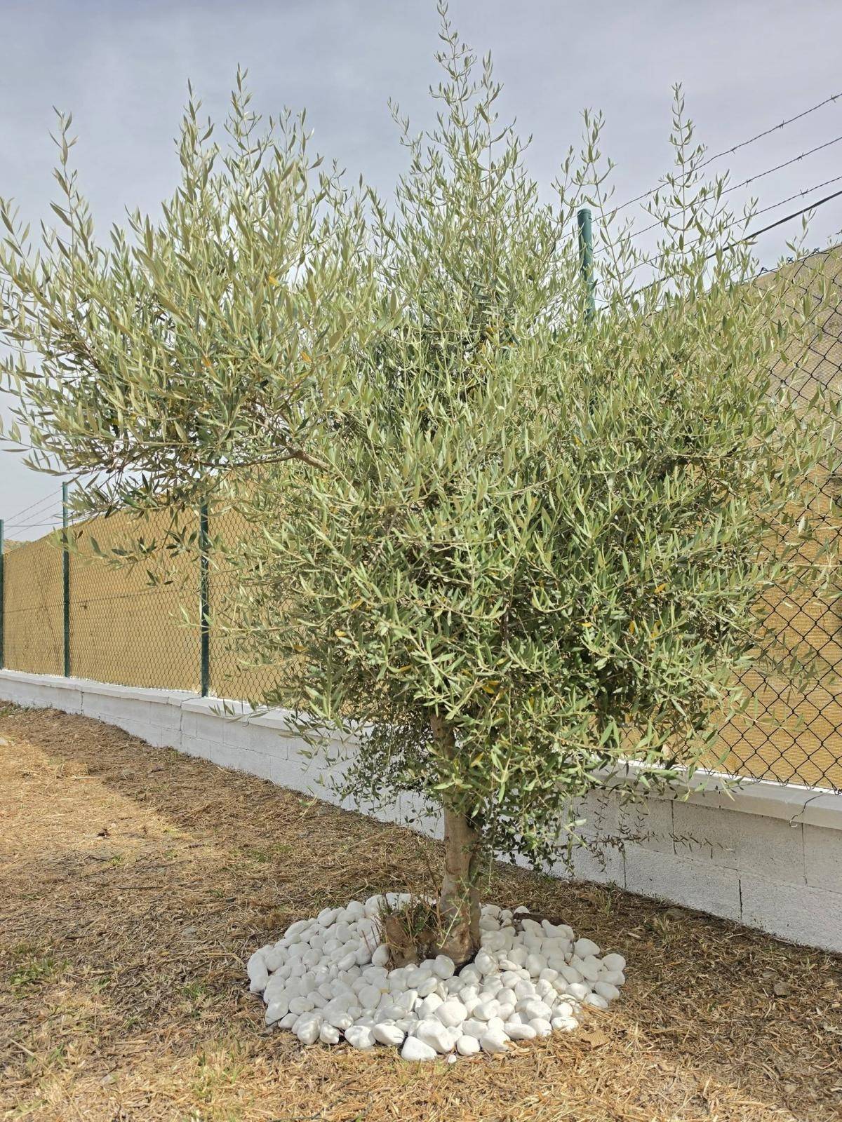 Casa en venta en Estación de Cártama