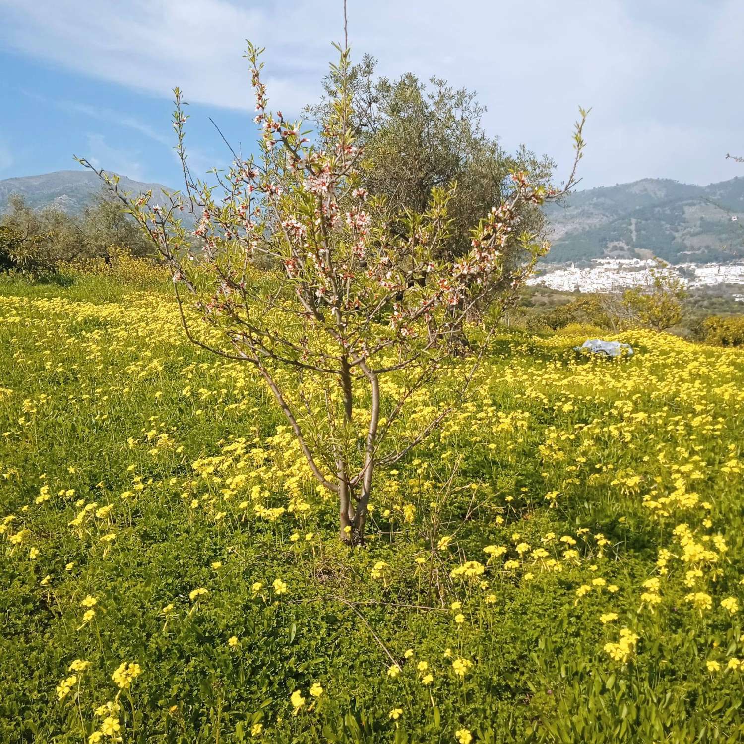 Finca Rustica cerca del pueblo Casarabonela