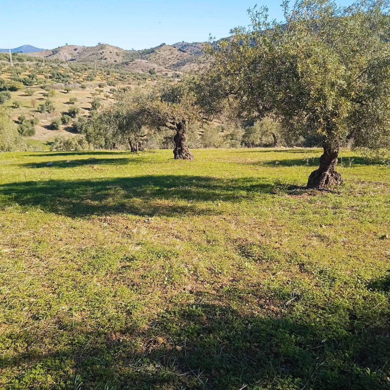 Finca Rustica cerca del pueblo Casarabonela