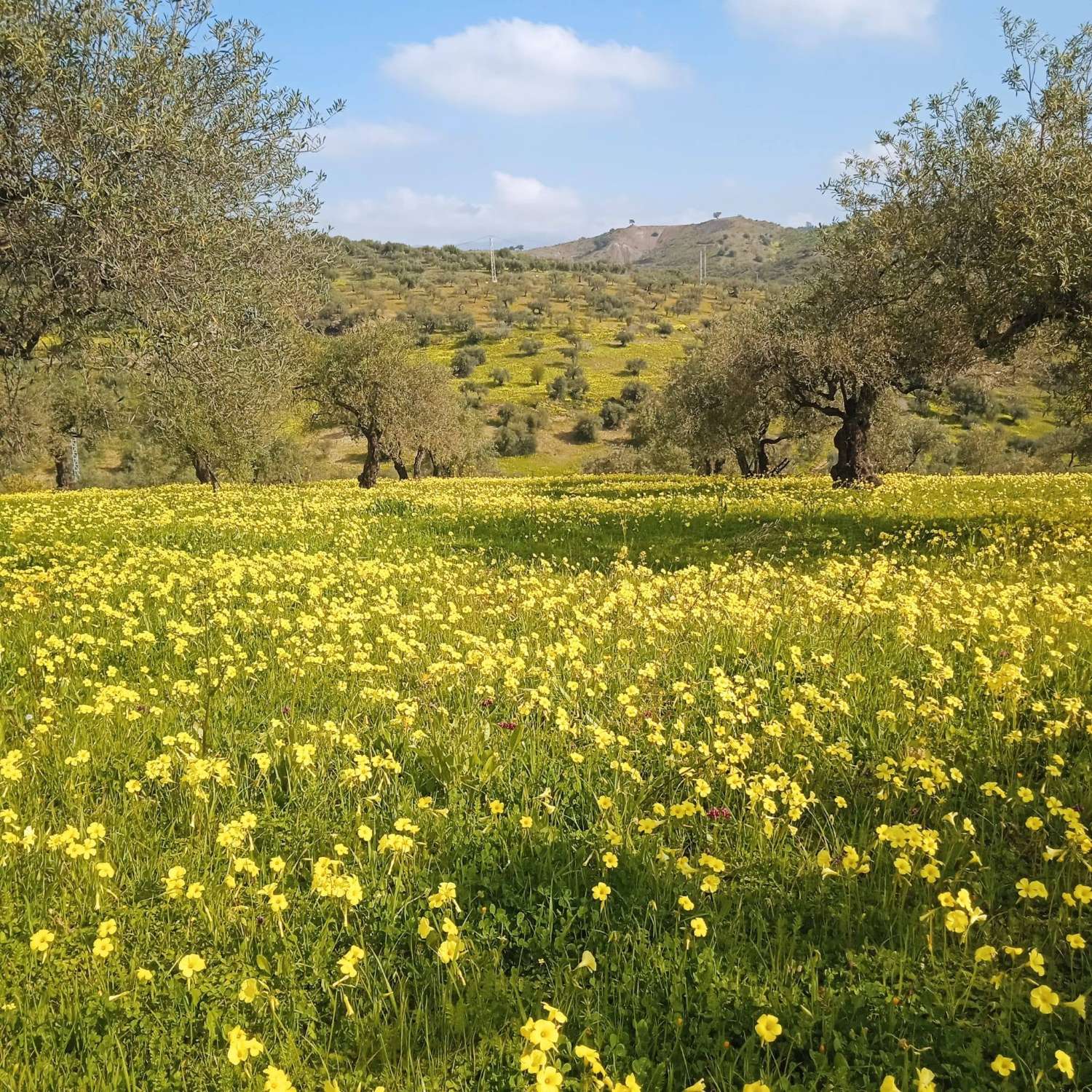 Finca Rustica cerca del pueblo Casarabonela