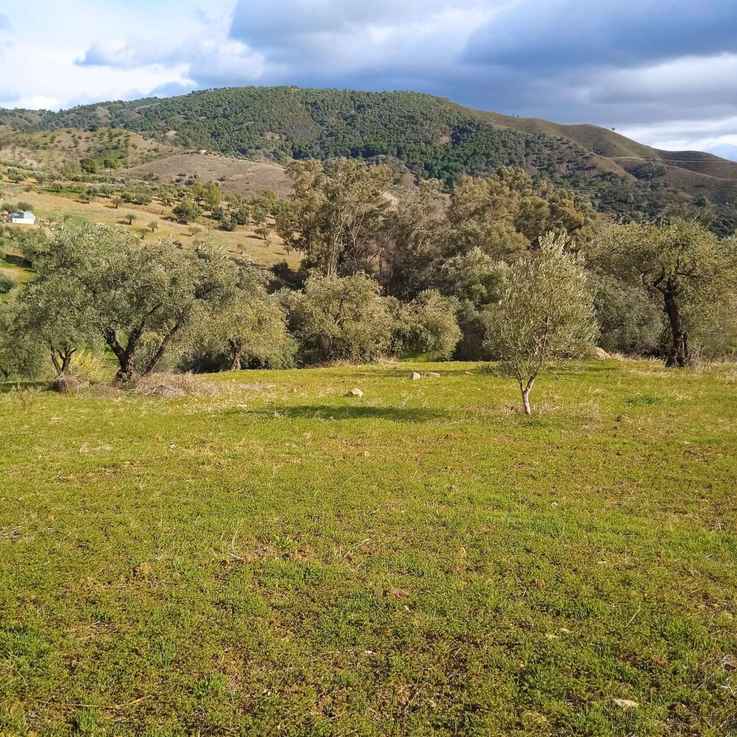 Finca Rustica cerca del pueblo Casarabonela