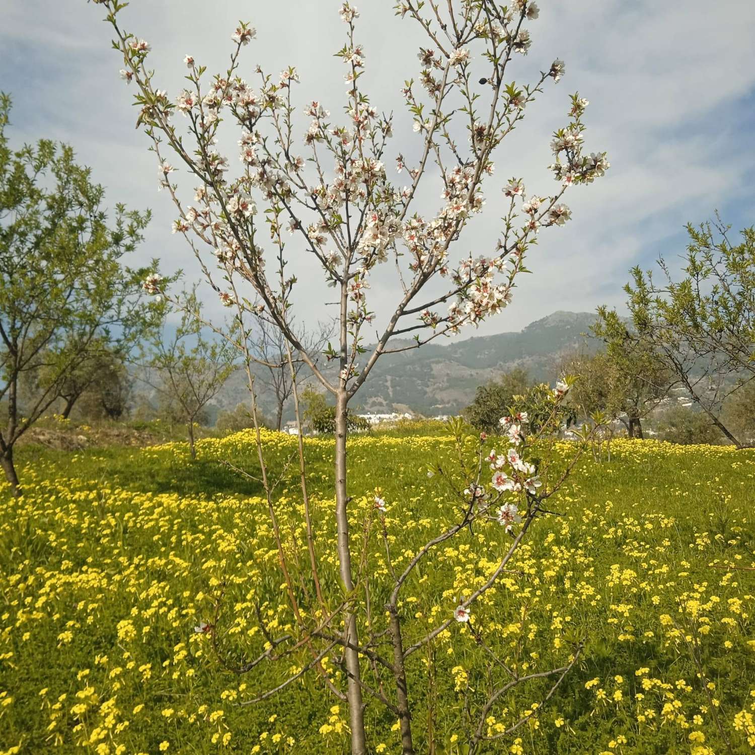 Finca Rustica cerca del pueblo Casarabonela