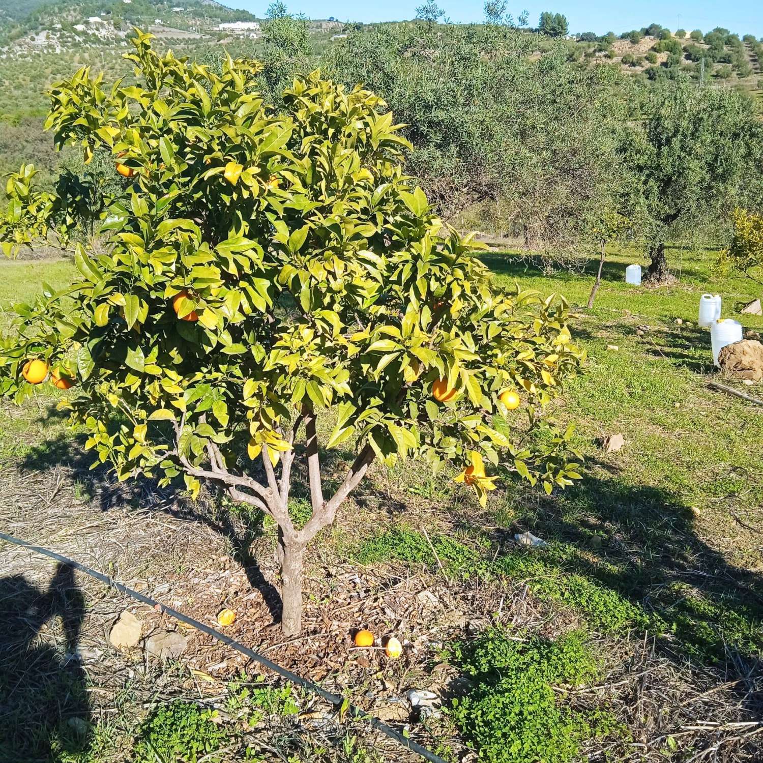 Finca Rustica cerca del pueblo Casarabonela