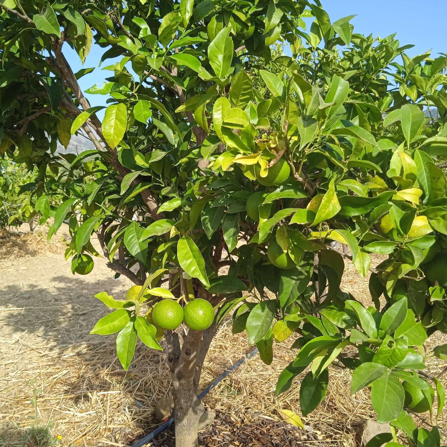 Finca Rustica cerca del pueblo Casarabonela