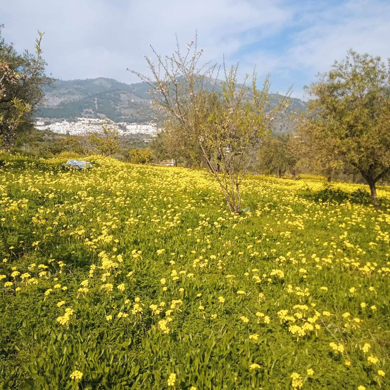 Finca Rustica cerca del pueblo Casarabonela